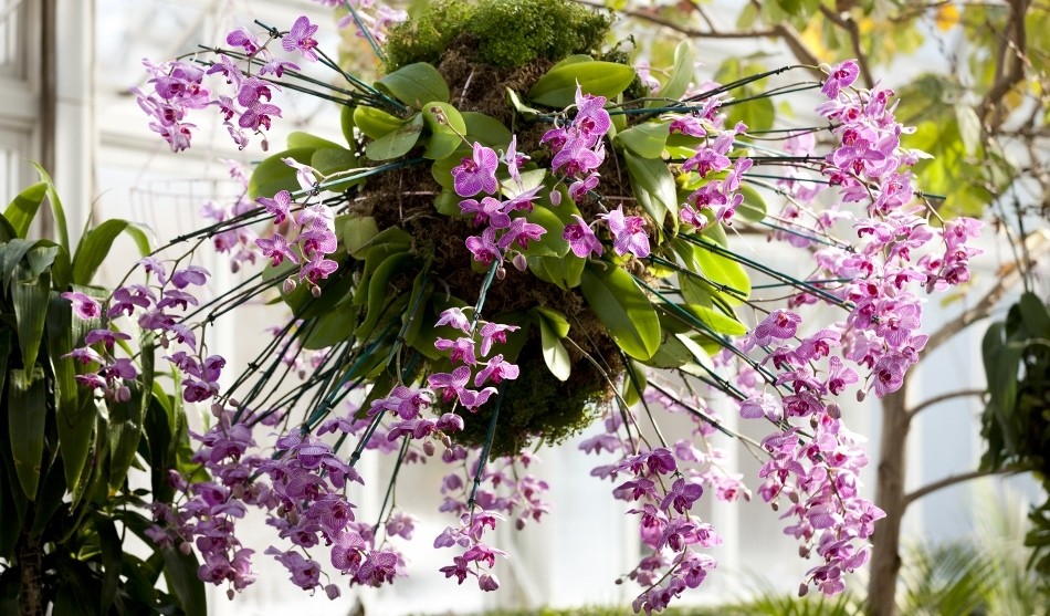 Orchid Chandeliers Galore