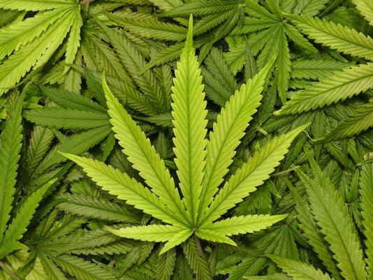 CME Adds New Hemp Pricing Data